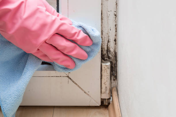 Best Localized Mold Remediation (e.g., coastal areas, humid climates) in Strasburg, CO